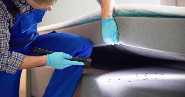 Wasp Removal Services in Banner Elk, NC