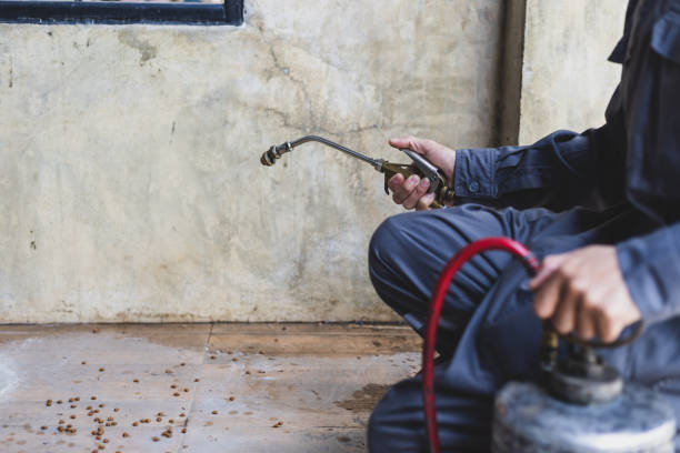 Best Wasp Removal Services  in Banner Elk, NC